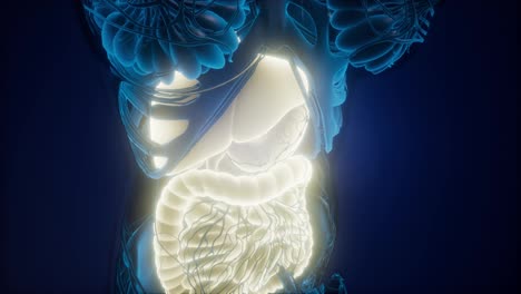 Human-Body-with-Visible-Digestive-System